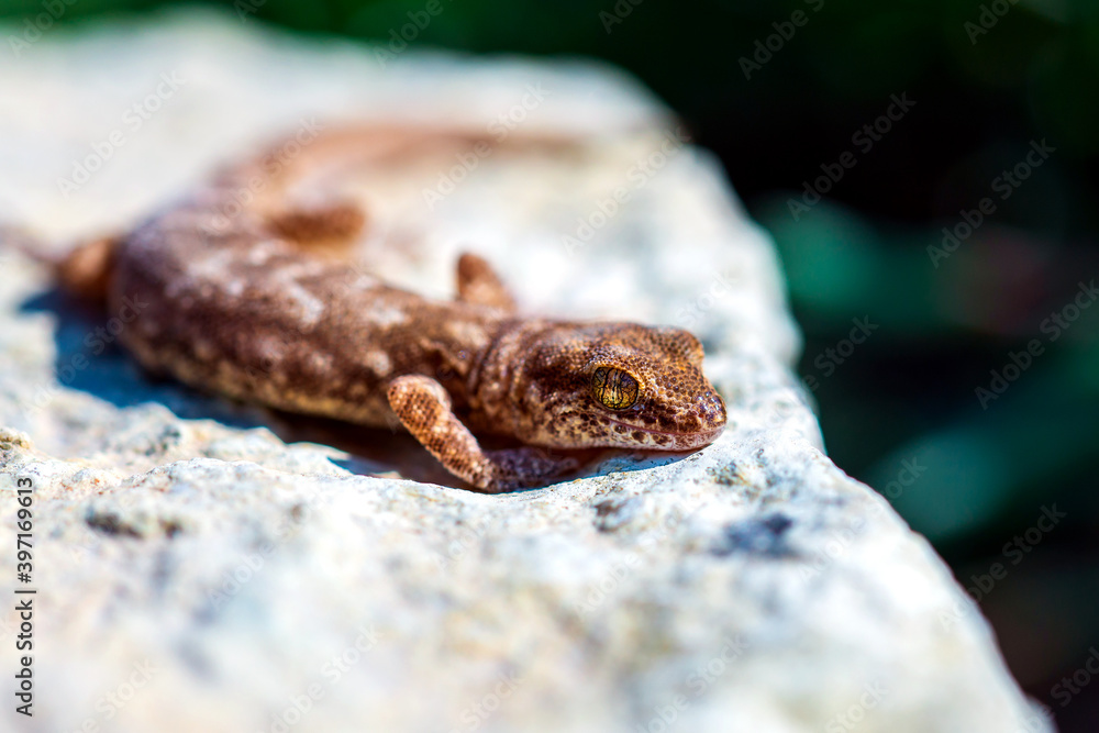 Even-fingered gecko genus Alcophyllex or squeaky gecko in wild nature Even-fingered gecko genus Alcophyllex or squeaky gecko in wild nature