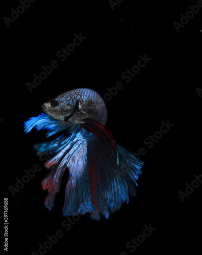 Beautiful Blue Giant Half Moon Cupang, Betta or Siamese Fighting fish, at Black background 