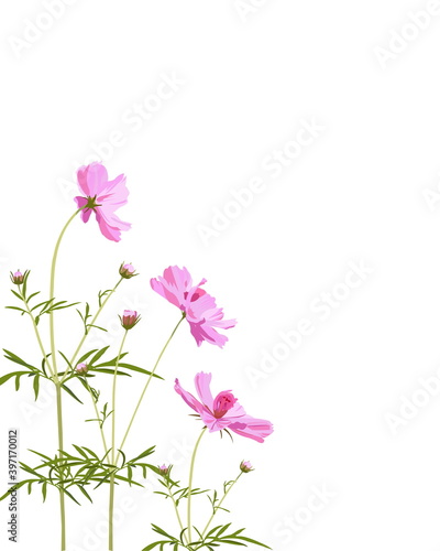 Pink Cosmos and leaves on white background, digital draw, botanical illustration for design, vertical, vector.