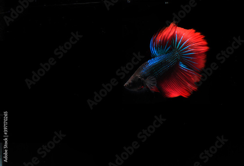 Beautiful Blue and Red Betta  Cupang or Siamese Fighting fish  at Black background 
