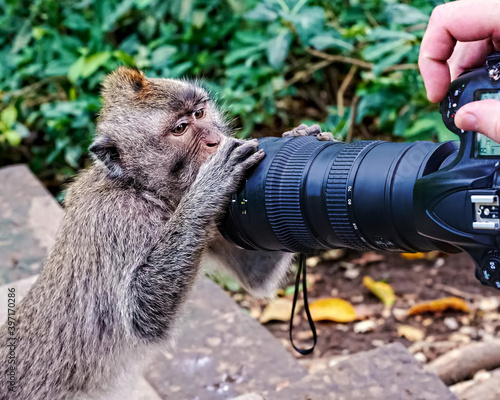 The monkey is holding the camera of the photographer.  Natural habitat. Bali Island. Indonesia.