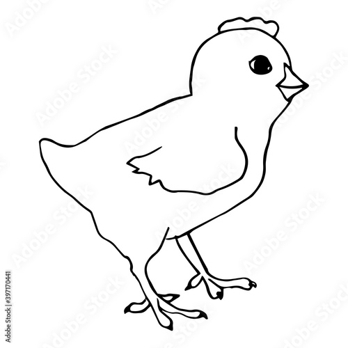 Little chiken black and white Vector Line art. Easter symbol. Standing bird. For invitention, postcard, coloring