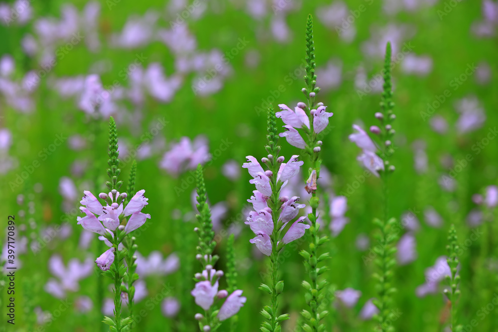 False dragon head flowers in garden, North China False dragon head flowers in garden, North China