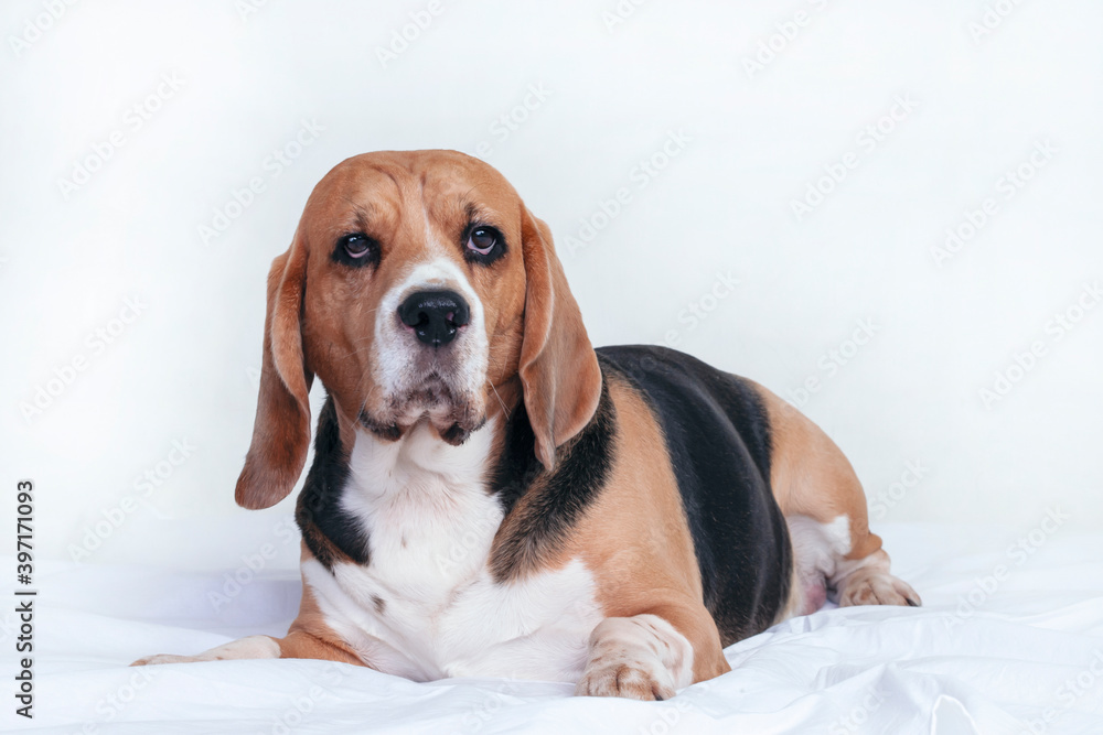 funny dog beagle lies on the bed on a gray background