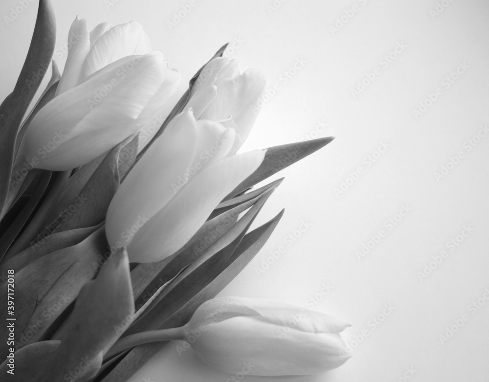  tulips .concept, minimal  arrangement. black and white photo  