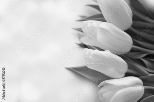   tulips .concept, minimal  arrangement. black and white photo