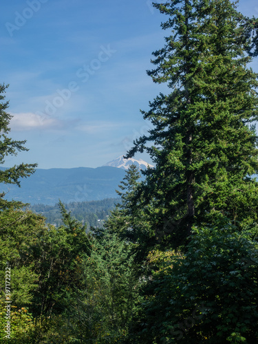 Sehome Hill Arboretum photo