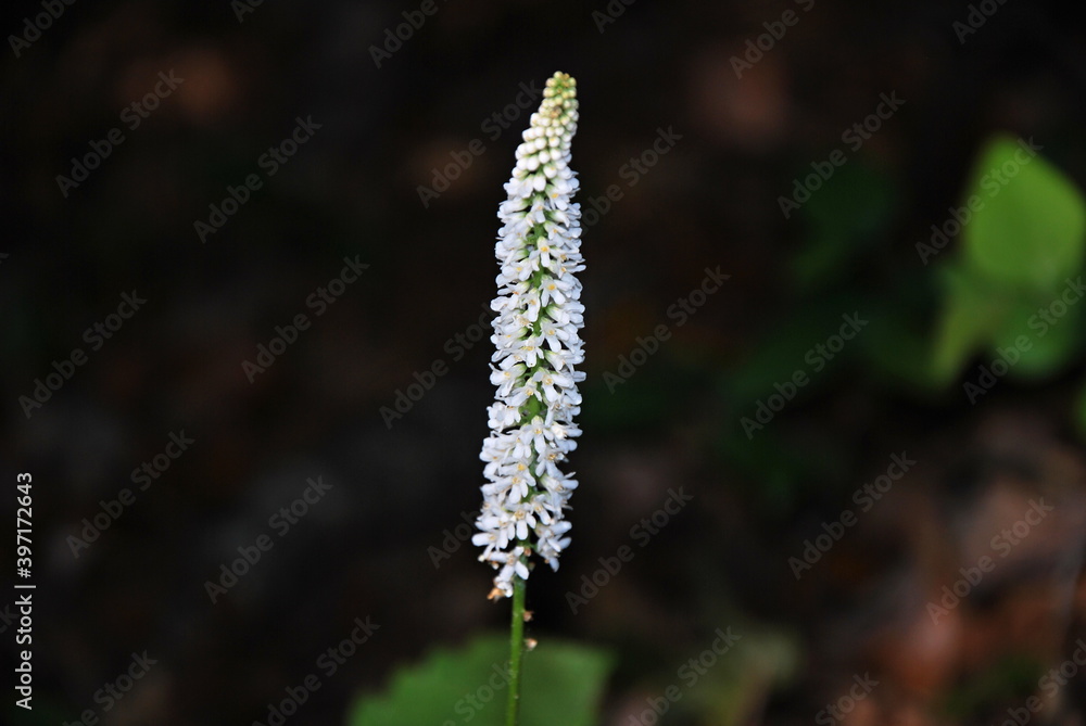Fototapeta premium Blume am Blue Ridge Parkway, North Carolina