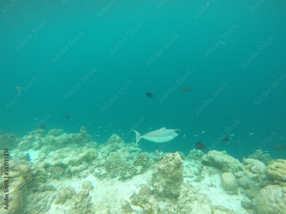 Fototapeta premium fish