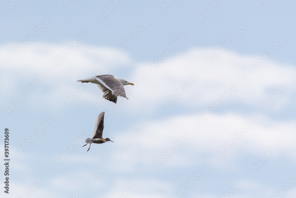 Redshank (Tringa totanus) and European herring gull (Larus argentatus) in flight over the East Frisian island Juist, Germany.