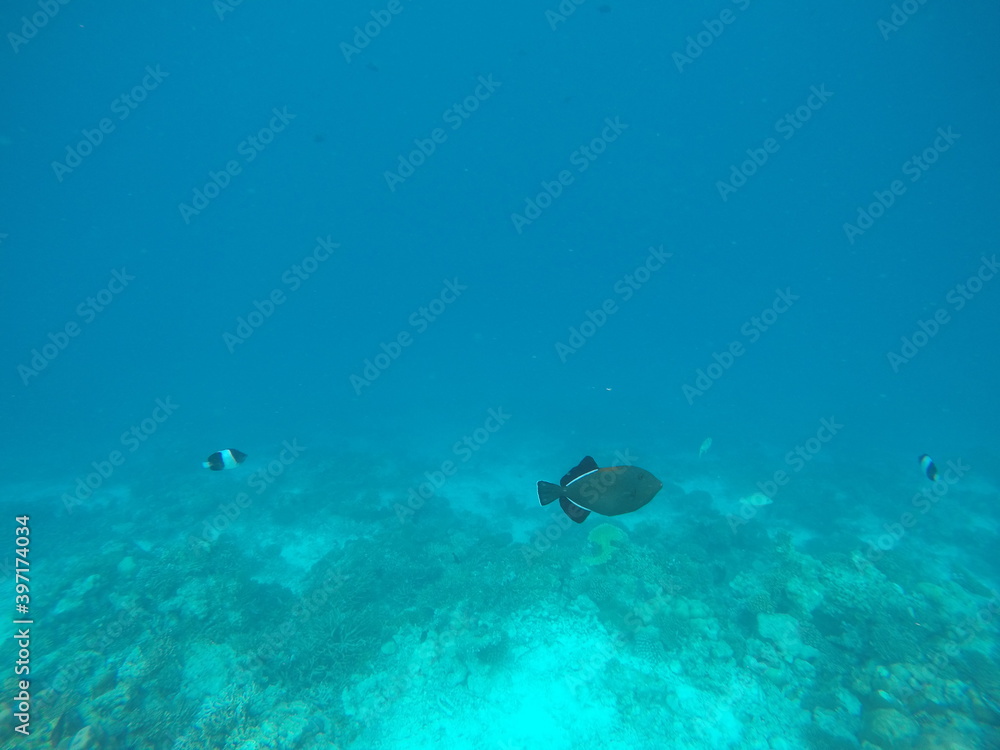 Fototapeta premium fish