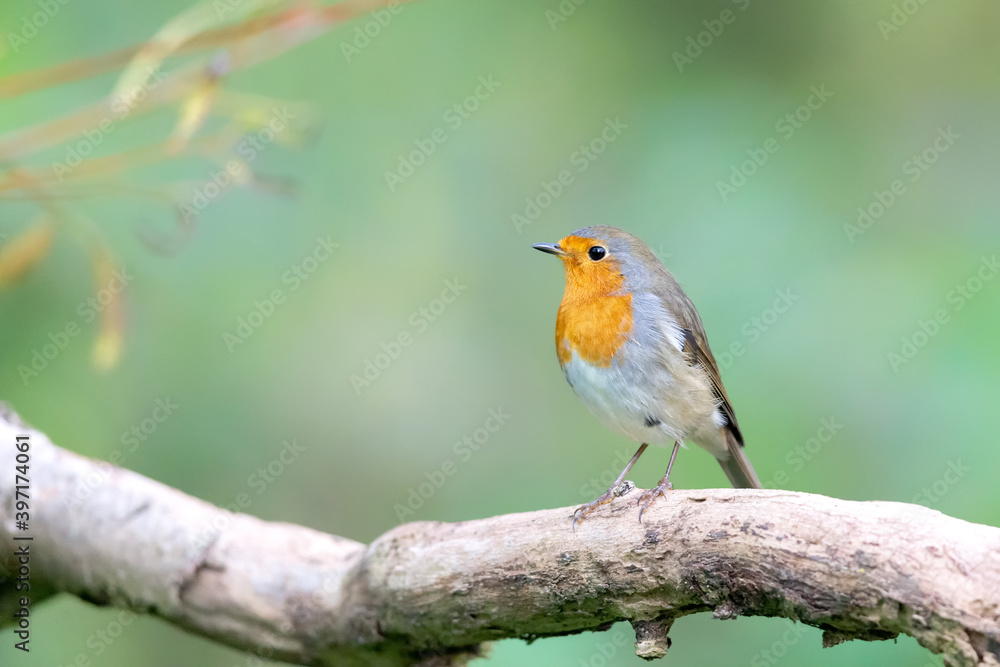 European robin (Erithacus rubecula) in autumn. European robin (Erithacus rubecula) in autumn.