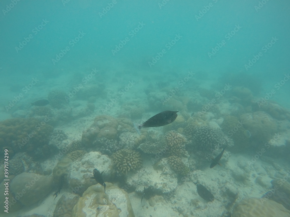 Fototapeta premium fish