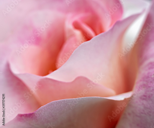 Pink Rose flower petals close-up