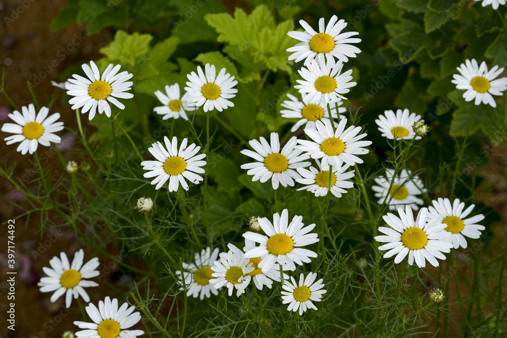 Fototapeta premium Bright summer chamomile flowers in the sun.