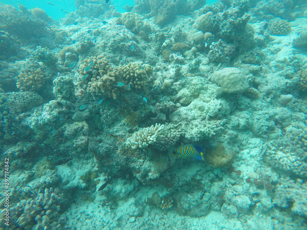 Fototapeta premium fish