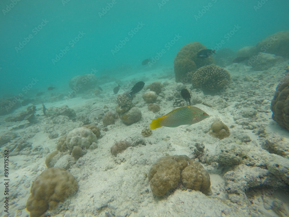 Fototapeta premium fish