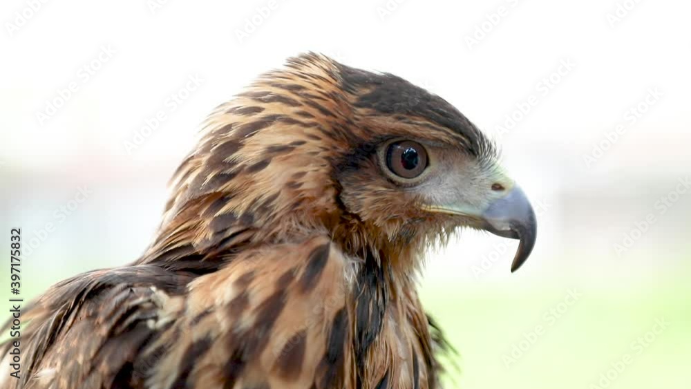 Harris's hawk (Parabuteo unicinctus), formerly known as the bay-winged hawk or dusky hawk, and known in Latin America as peuco, is a medium-large bird of prey Harris's hawk (Parabuteo unicinctus), formerly known as the bay-winged hawk or dusky hawk, and known in Latin America as peuco, is a medium-large bird of prey