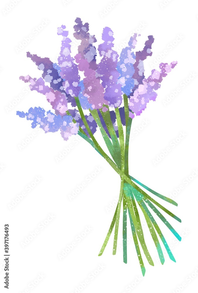 Obraz premium 優しいタッチのラベンダーイラスト