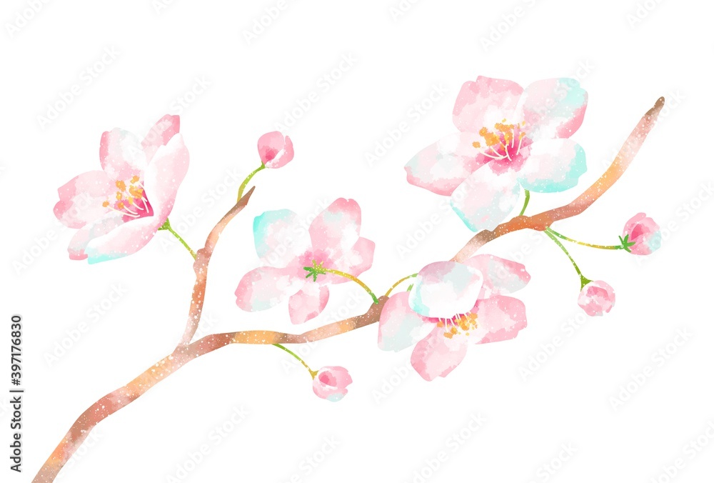 Obraz premium 優しいタッチの桜のイラスト