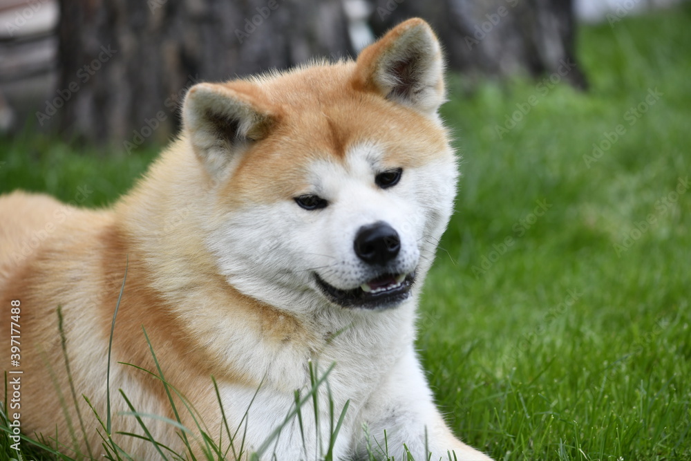 Dog Akita