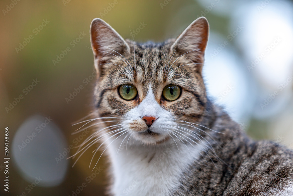Portrait of a cat closer