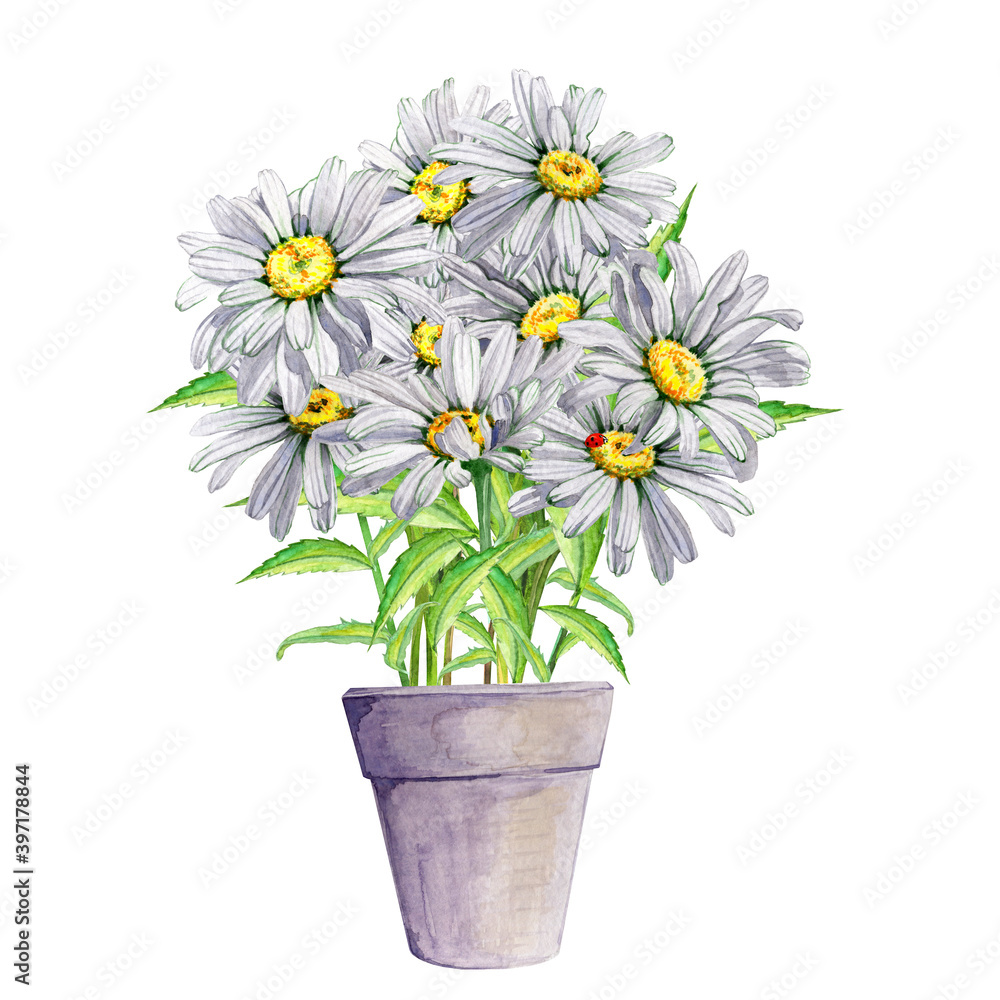 A bouquet of white daisies in a ceramic pot. Hand drawn watercolor painting illustration on white background. Flower card A bouquet of white daisies in a ceramic pot. Hand drawn watercolor painting illustration on white background. Flower card