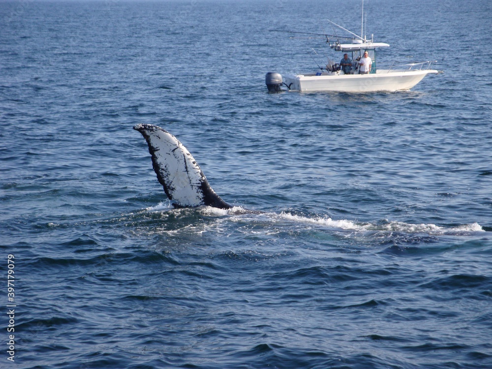 Fototapeta premium humpback tail