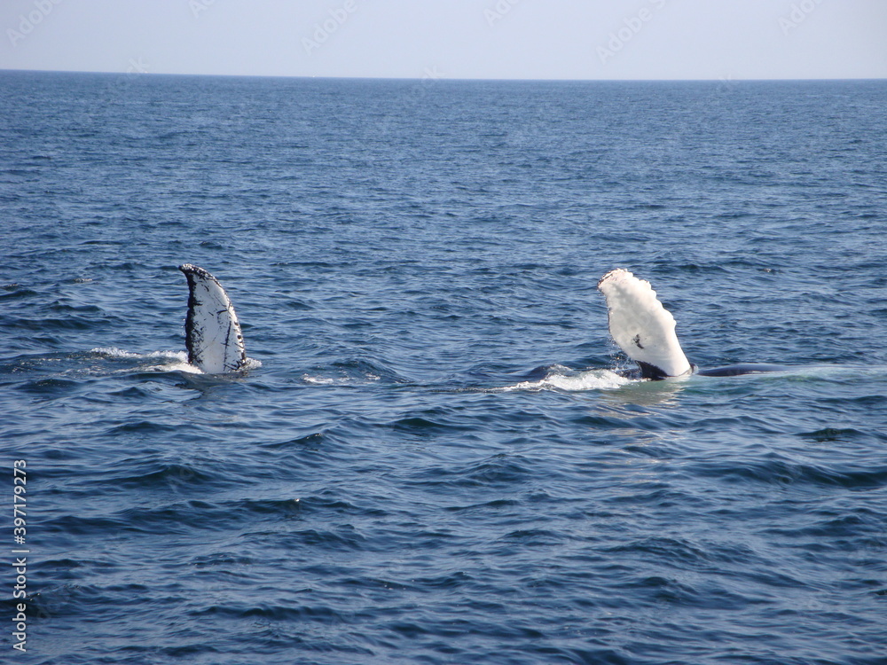 Fototapeta premium whale fins in the sea