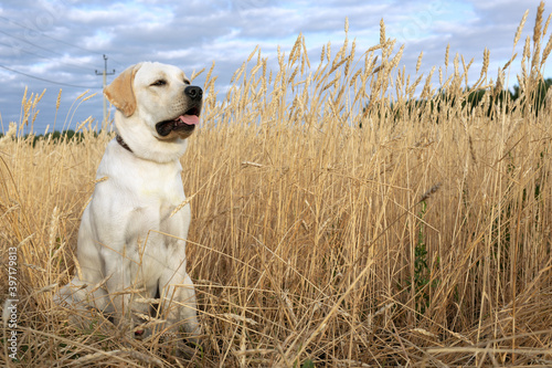 Labrador dog sitting in wheat field in morning sun light