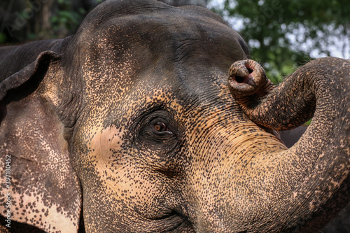 Sticker close up trunk and eye of Thai elephant