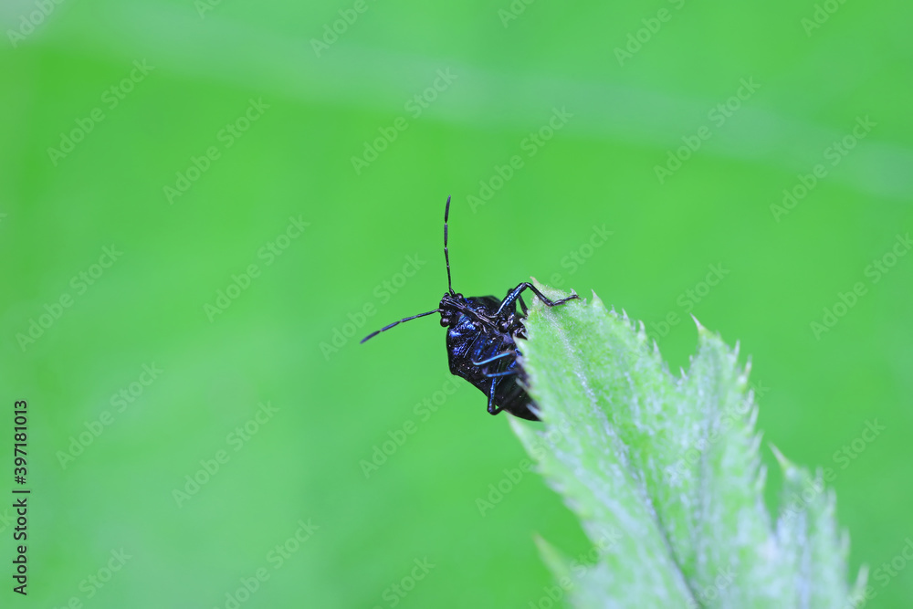 Fototapeta premium stinkbug on plant leaves in nature, North China Plain