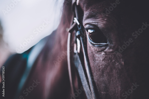 the eyes of a horse