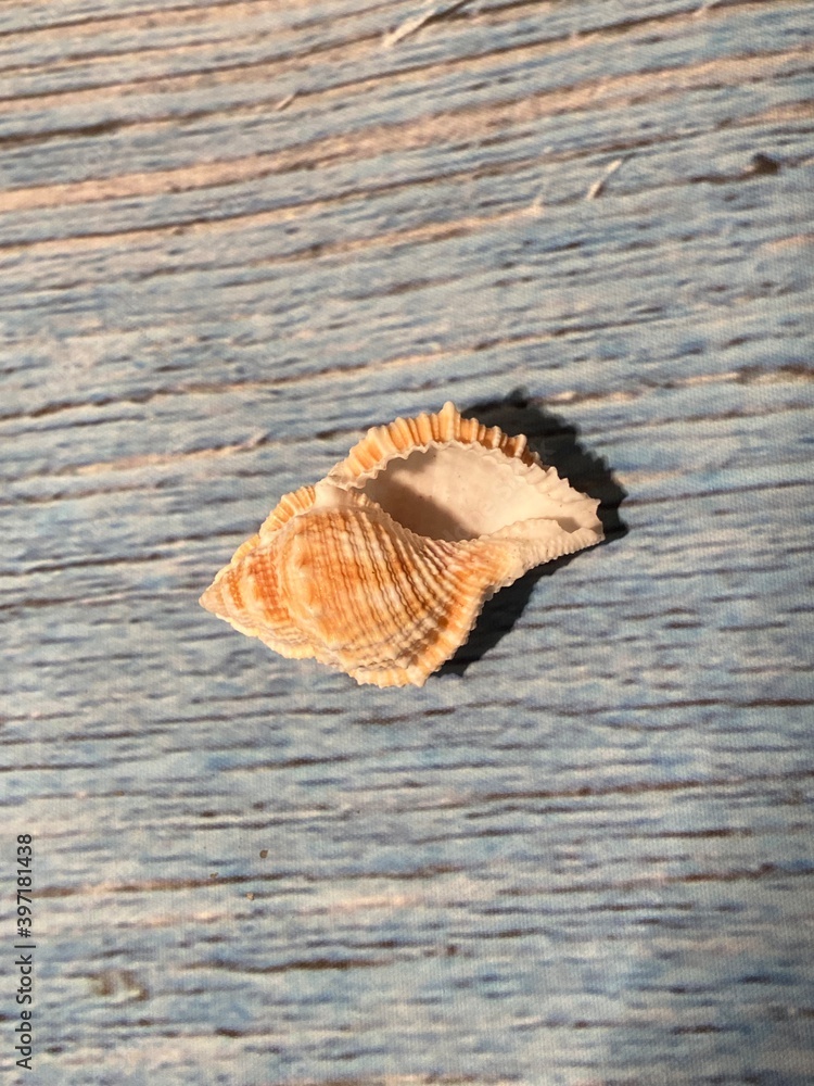 shell cone shape bursidae family on weathered wood blue background with copy space shell cone shape bursidae family on weathered wood blue background with copy space