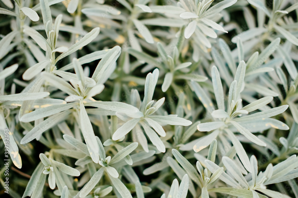 lavender green in a pastel green shade . bush. the view from the top. for the background lavender green in a pastel green shade . bush. the view from the top. for the background