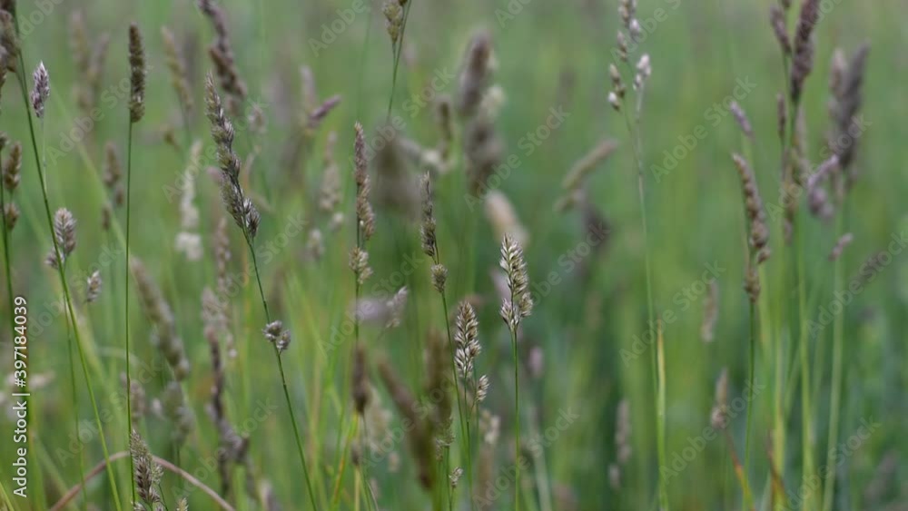 Ripening grass seeds in spikelets on the field. Ripening grass seeds in spikelets on the field.