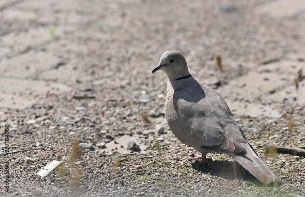 a beige pigeon walks around the square a beige pigeon walks around the square
