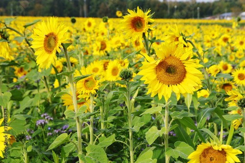 Sunflower field in Baden-Wurttemberg  Germany
