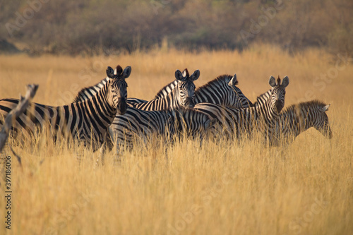 Zebras hiding in the tall yellow grass at Chiefs Island Okavango Delta near Gunn s Camp  Botswana
