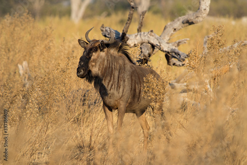 Wildebeast also known as gnoe in Pom Pom concession Okavango Delta, Botswana, hiding in the tall yellow grass photo