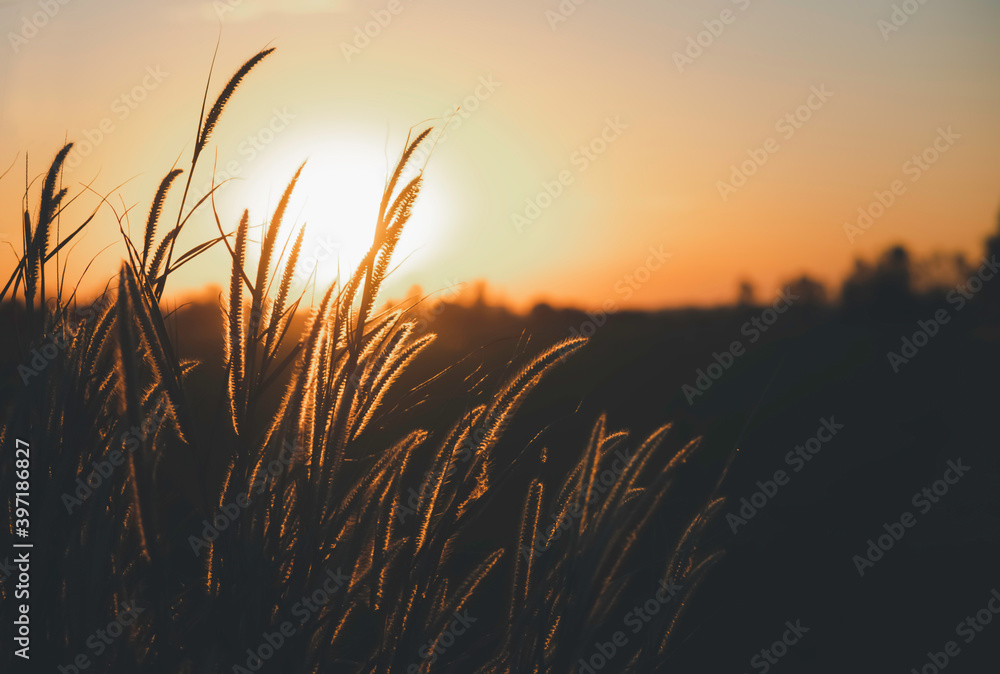 silhouette of grass flowers or feather grass silhouette of grass flowers or feather grass