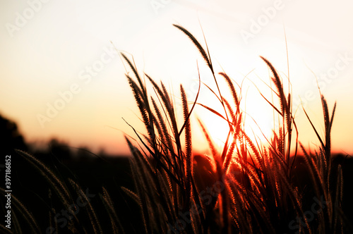 silhouette of grass flowers or feather grass
