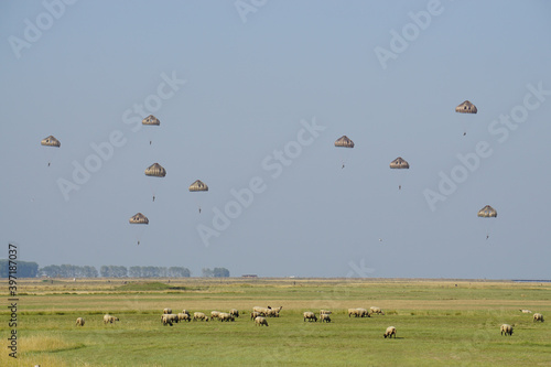 flock of sheep in the field with army parachute jumpers above ready to land in Brittany, France © poupine