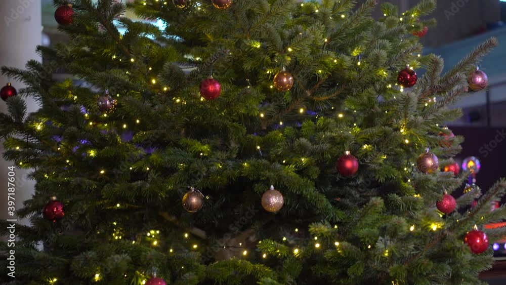Christmas at church, real Christmas tree with decorations, ornaments and star on top, painted ceiling with angels Christmas at church, real Christmas tree with decorations, ornaments and star on top, painted ceiling with angels