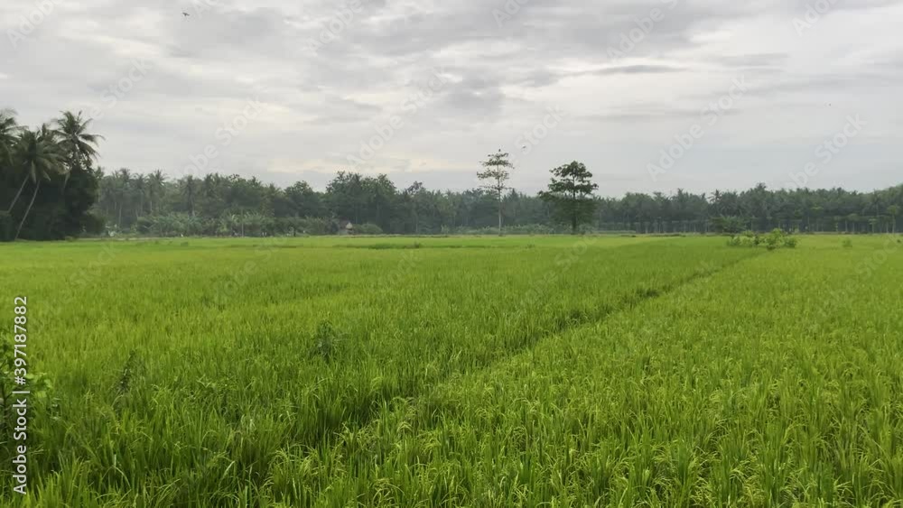 Authentic Rice Fields on Tropical Island in Southeast Asia. Green Landscape Panorama Under Cloudy Sky Authentic Rice Fields on Tropical Island in Southeast Asia. Green Landscape Panorama Under Cloudy Sky