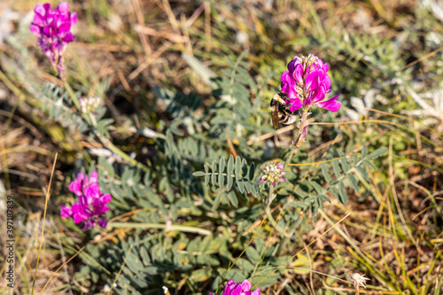 Group of red Astragalus agrestis flowers with green leaves is on a beautiful blurred green background in fields in summer