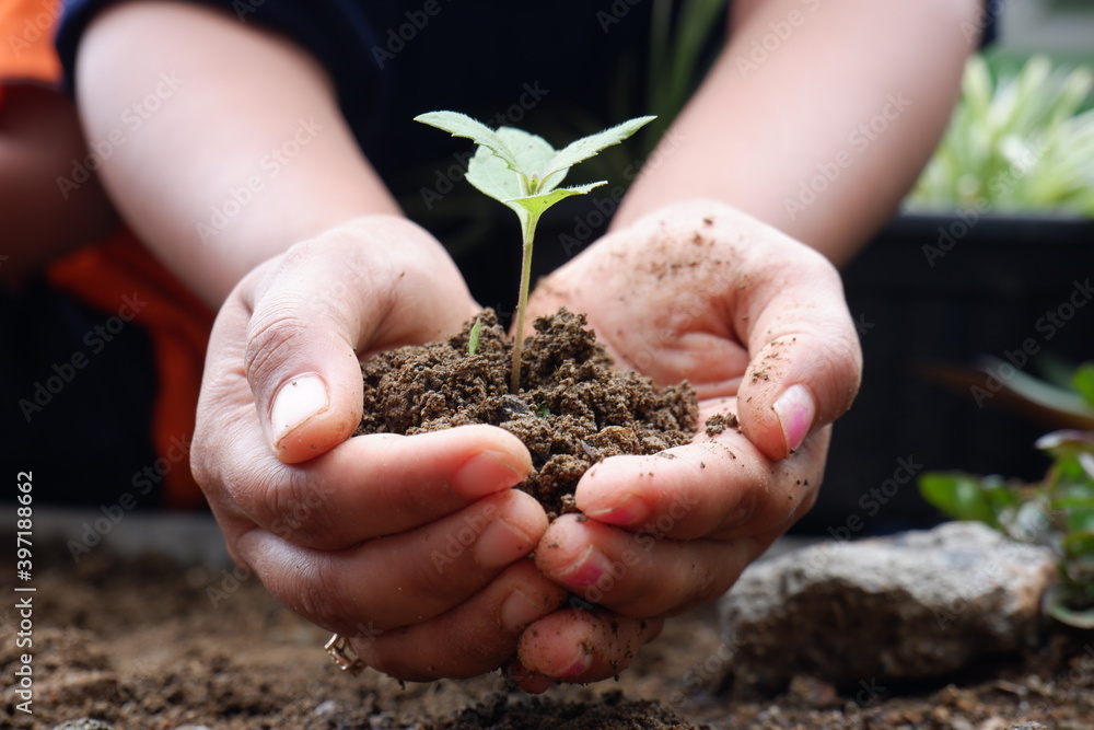 close details hand holding plant, woman planting small tree close details hand holding plant, woman planting small tree