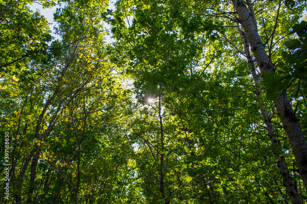 Fototapeta premium Autumn forest. Wildlife in Asia