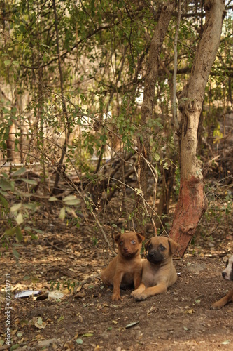 Puppies in the Jungle © UXer_Me