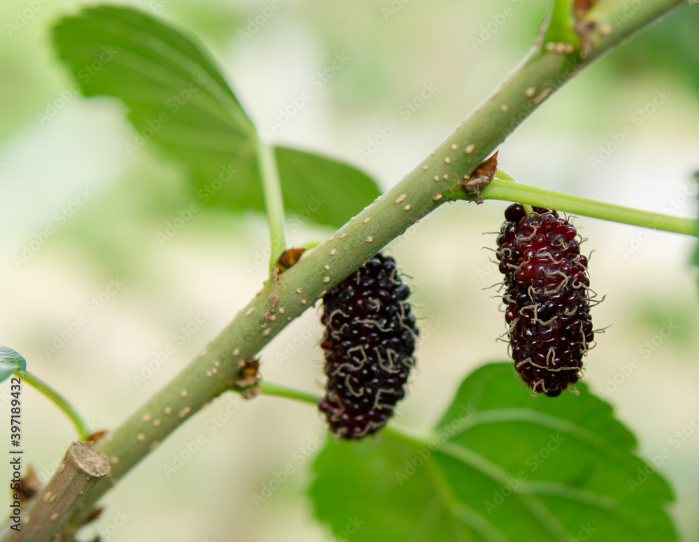 mulberry with green leaf trees. mulberry with green leaf trees.